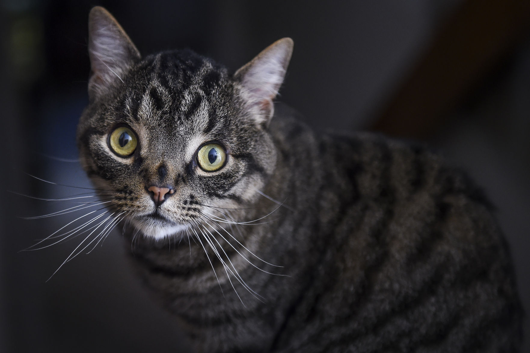 FOUND CAT